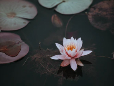 65 frases bíblicas de agradecimento para glorificar os planos de Deus