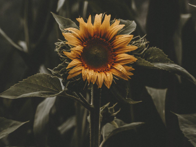 50 frases de adoração a Deus para glorificar o Seu nome e poder