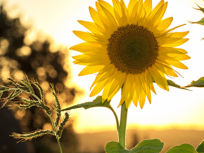 30 frases de bondade de Deus para celebrar seu coração misericordioso