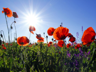 40 frases de domingo abençoado para ter um lindo final de semana