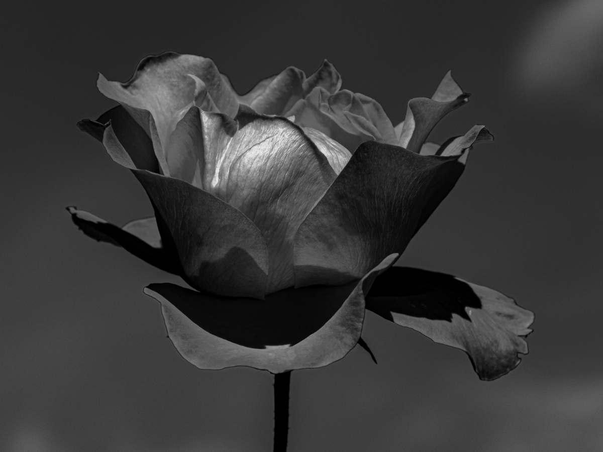 45 frases de morte para aprender a viver plenamente com sentido divino