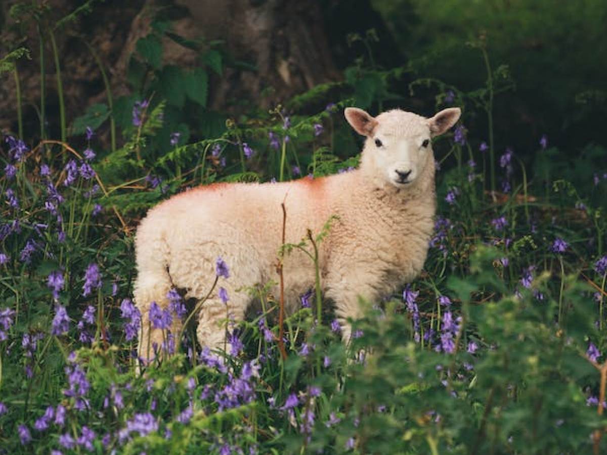 Salmo 23: 6 frases para aprender a confiar nos cuidados do Pastor divino
